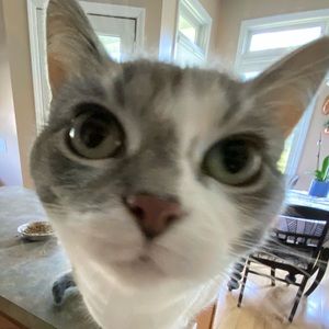 Meet your Posher, Sylvia